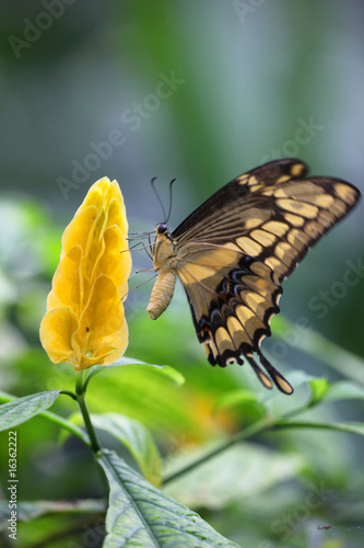 Papilio thoas - (Thoas Swallowtail) 07 photo