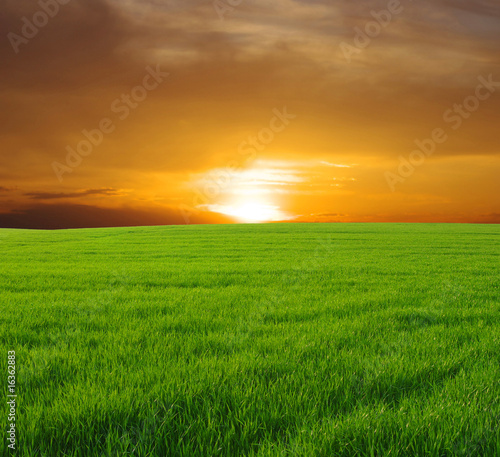 field and sunset