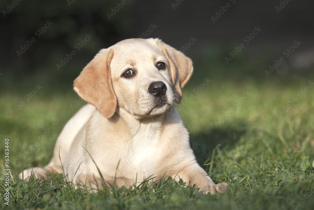 Labrador Retriever Labrador Retriever