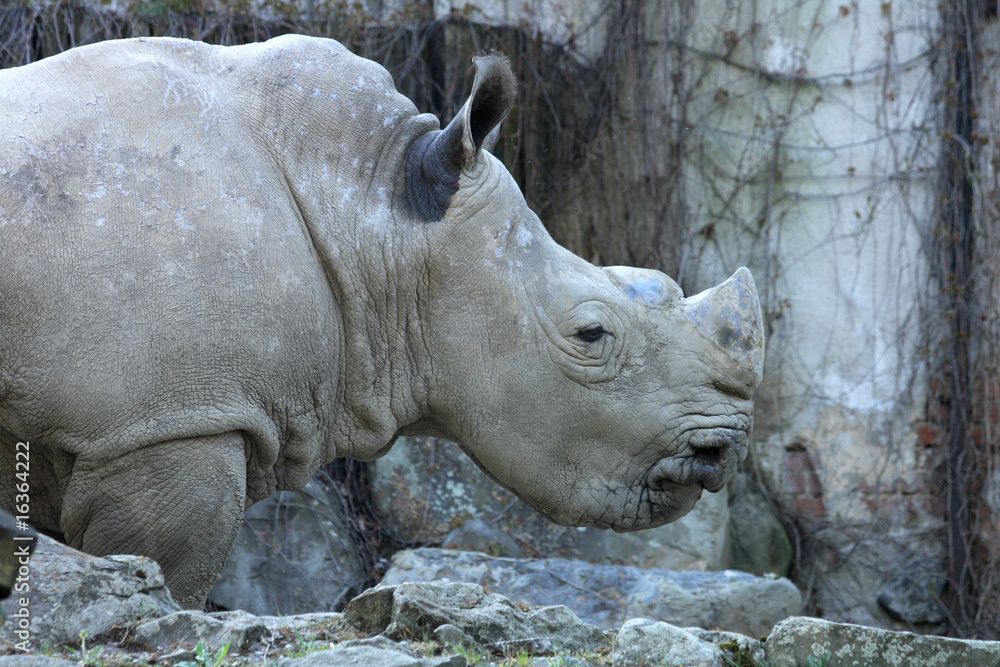 rhino rhino