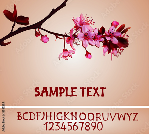 Sakura blossoms