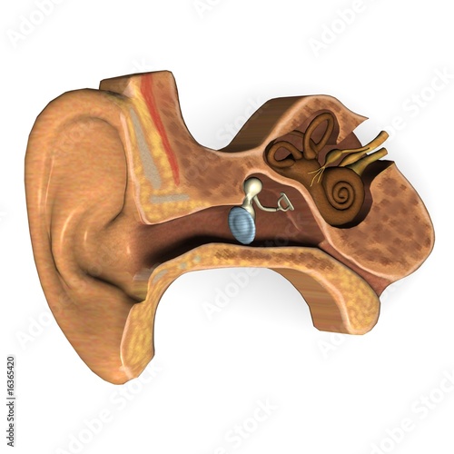 Photography ear section