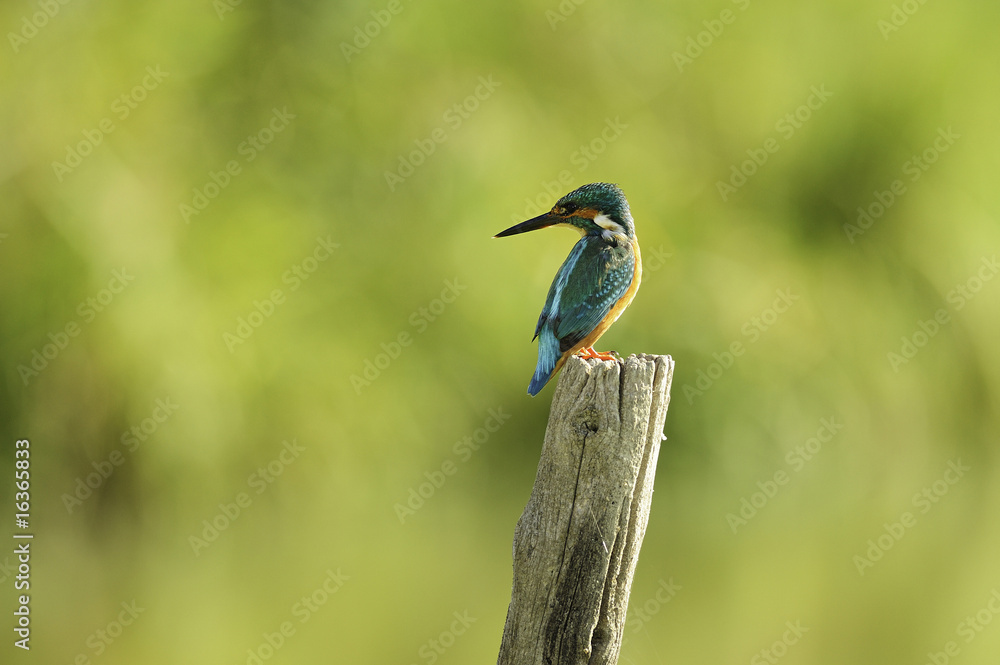 Fototapeta premium In cerca della preda