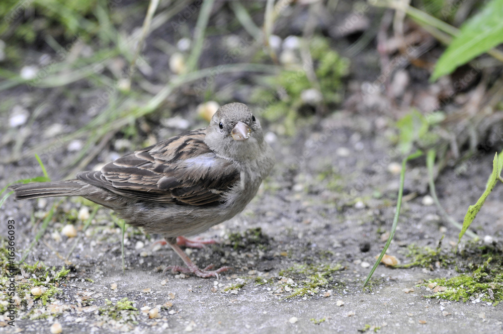 sparrow looking at camera