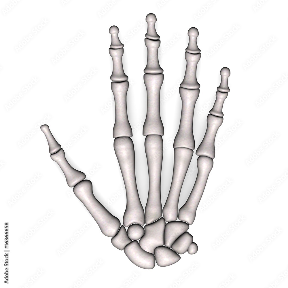 Fototapeta premium hand bones