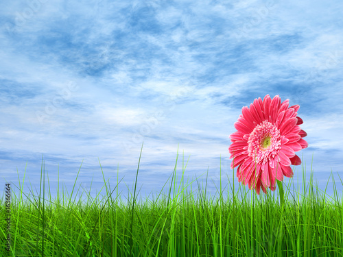 High resolution pink flower in green grass with blue sky