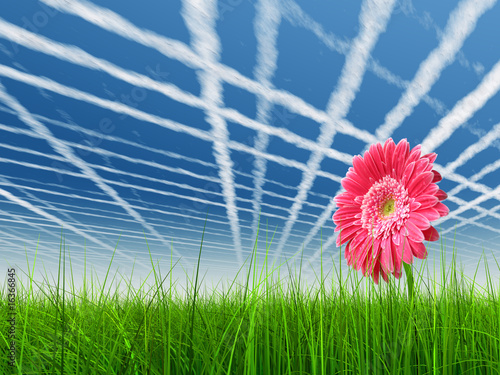 High resolution pink flower in green grass with blue sky