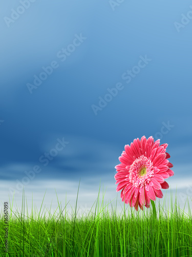 High resolution pink flower in green grass with blue sky