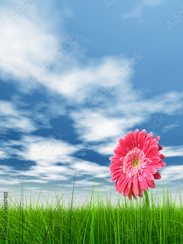 High resolution pink flower in green grass with blue sky