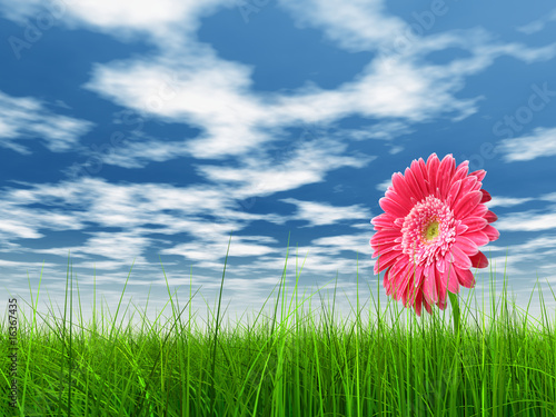 High resolution pink flower in green grass with blue sky