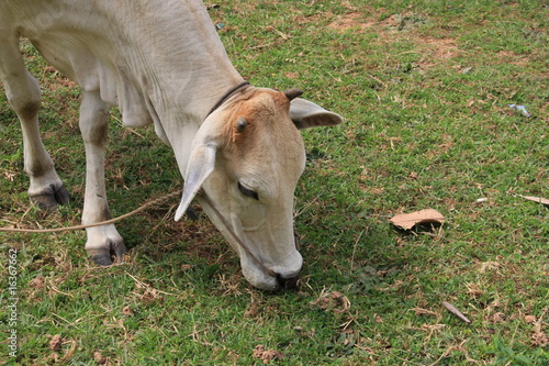 Fotografie portrait de ruminant