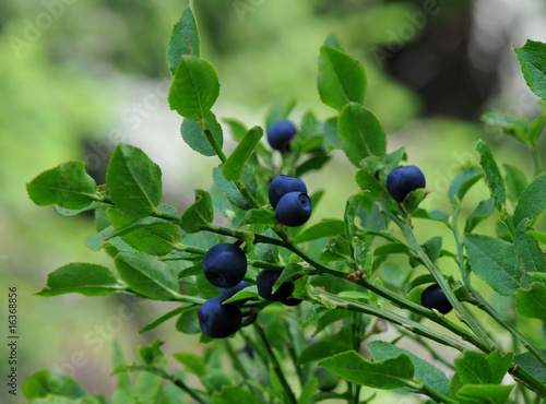Heidelbeeren in Wald