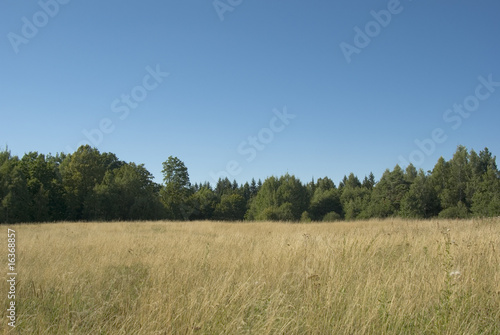 Meadow and forest © simaso