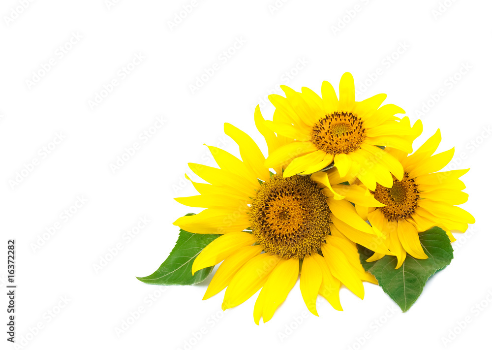 Fototapeta premium Three bright sunflowers on a white background