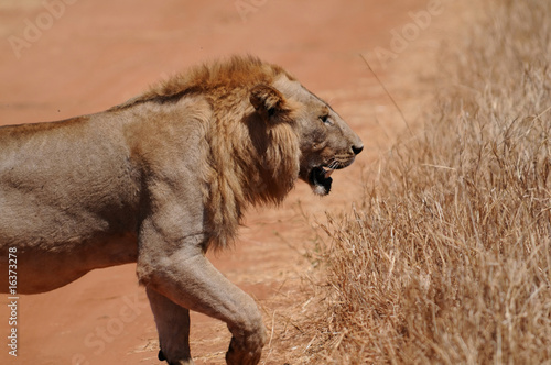 Fototapeta Naklejka Na Ścianę i Meble -  lion in Tanzania