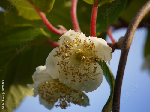 Kiwiblüte