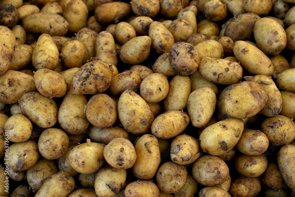 Pellkartoffeln Pellkartoffeln
