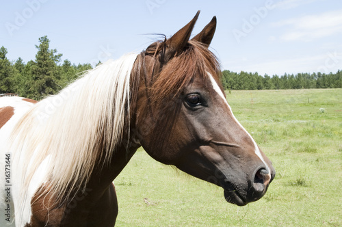 horse © Jim