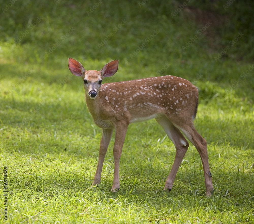 Fototapeta premium summer fawn