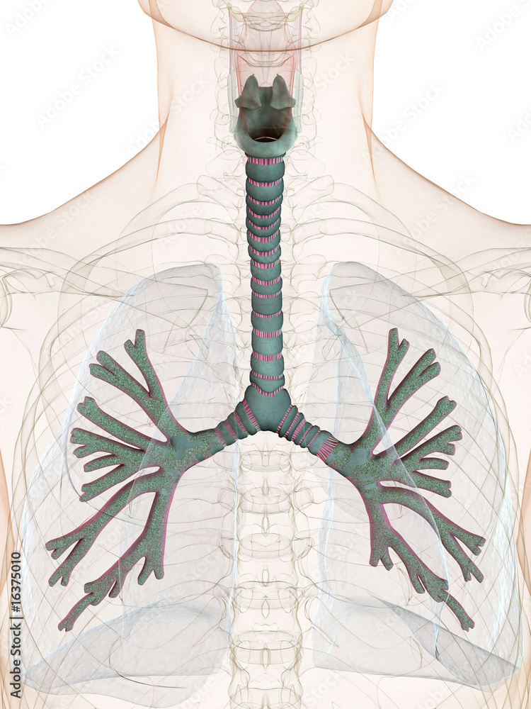 Bronchus StockIllustration Adobe Stock