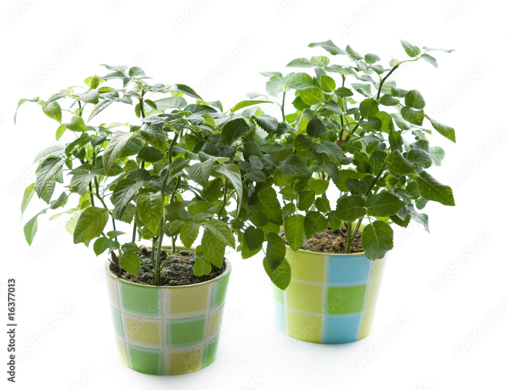 Fototapeta premium Clay pots