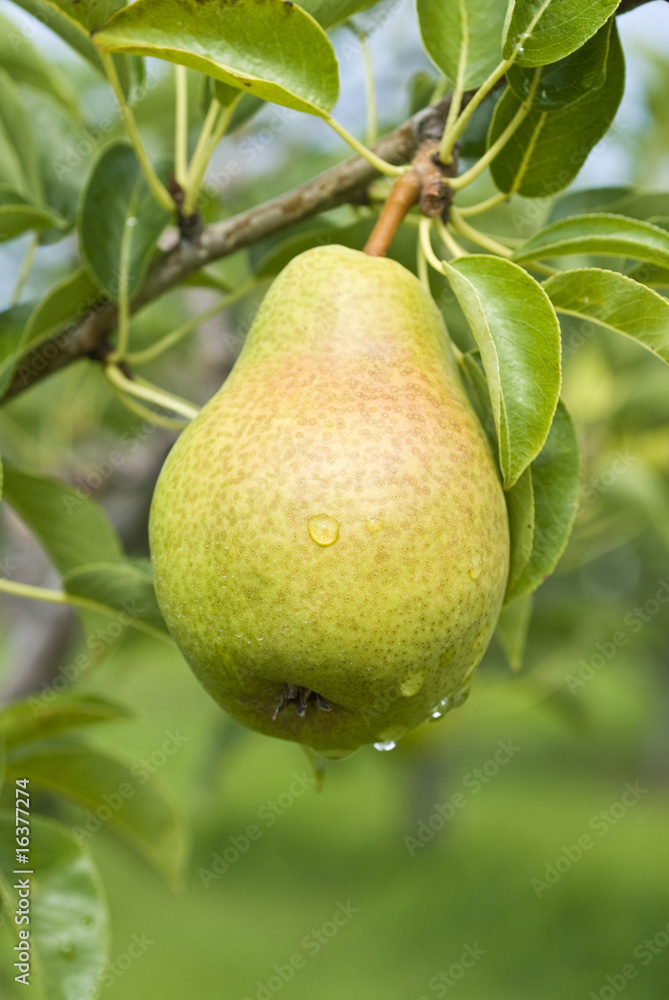 Bartlett Pear Orchard Bartlett Pear Orchard