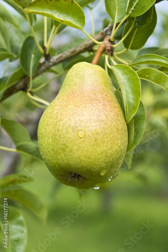 Bartlett Pear Orchard