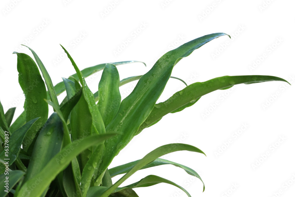 Obraz premium plants d'aloès