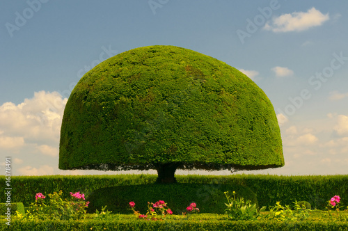 mushroom shaped tree photo