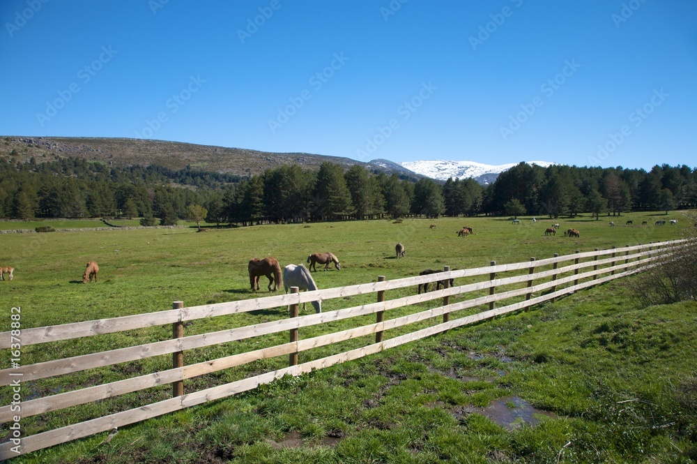 fence horses and snow mountains