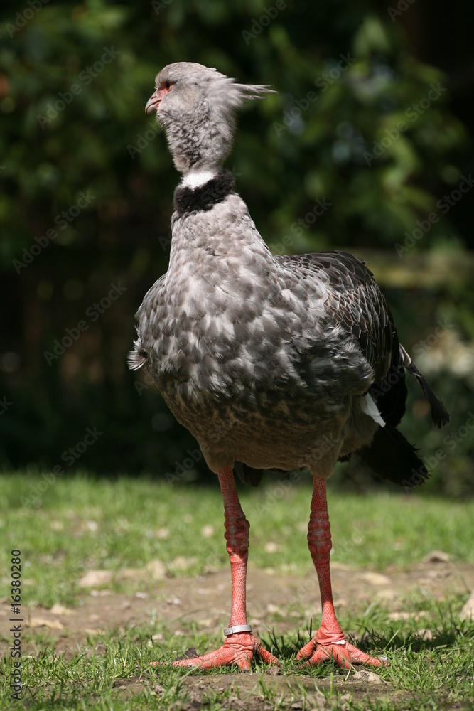 Obraz premium Tschaja