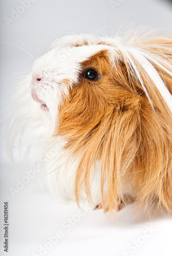 Guinea pig isolated