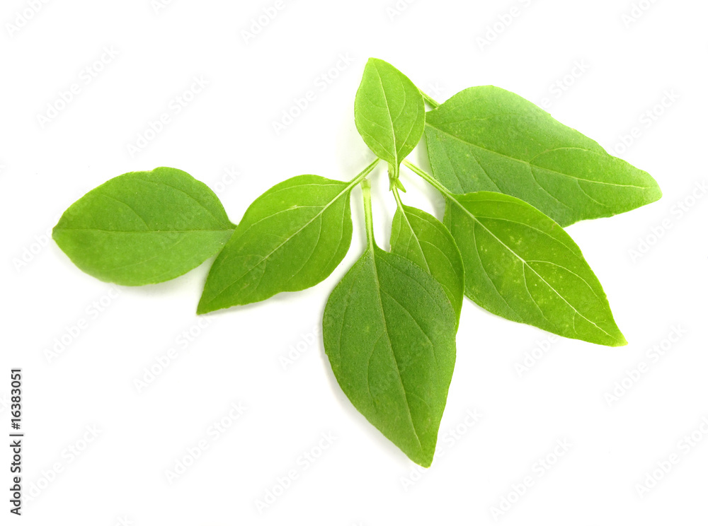 Basil leaves Basil leaves