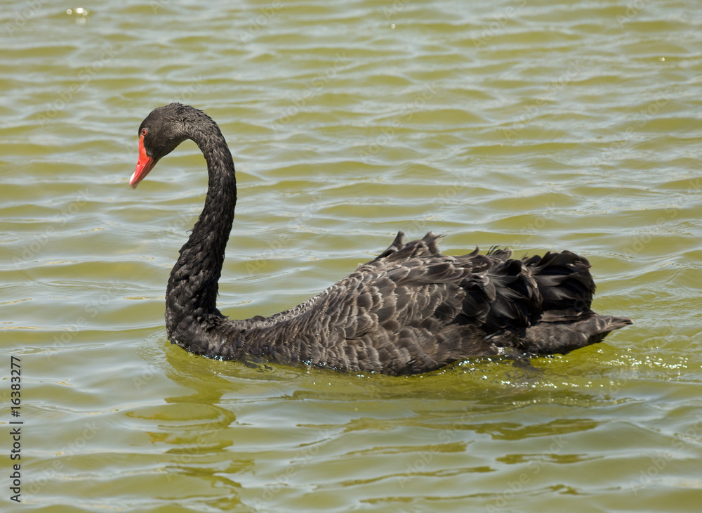 Fototapeta premium black swan