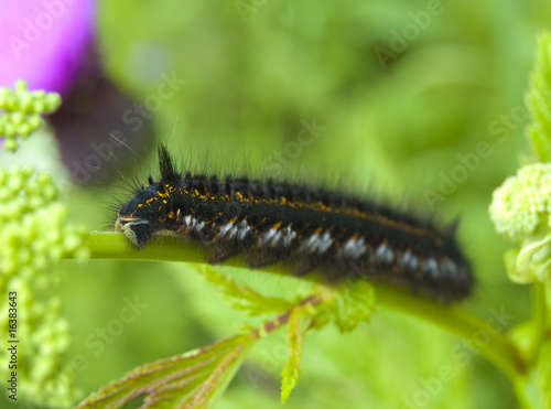 big caterpillar © Igor Dmitriev