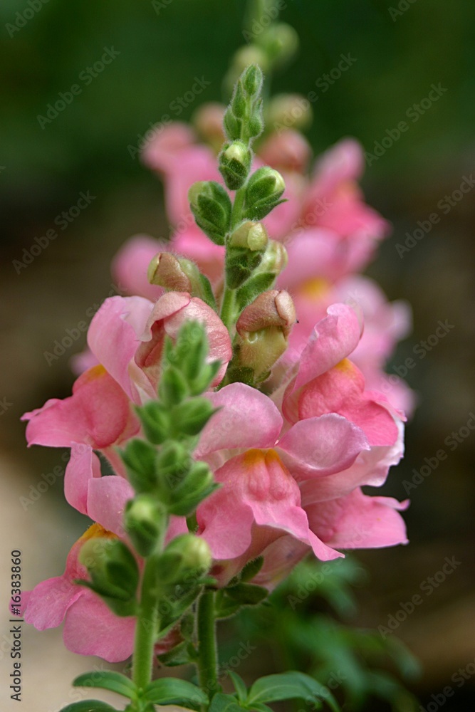 Fototapeta premium Löwenmäulchen Blüten (Antirrhinum)