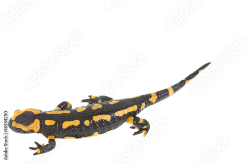 salamander isolated on white background