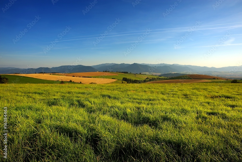 Obraz premium grass on meadow