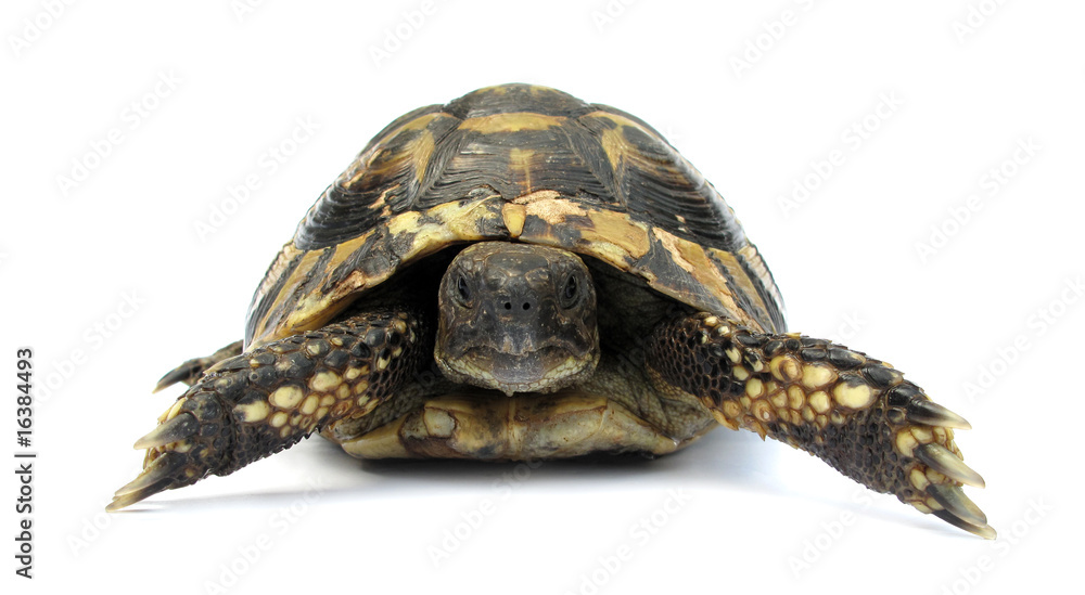 Obraz premium Turtle Testudo hermanni tortoise