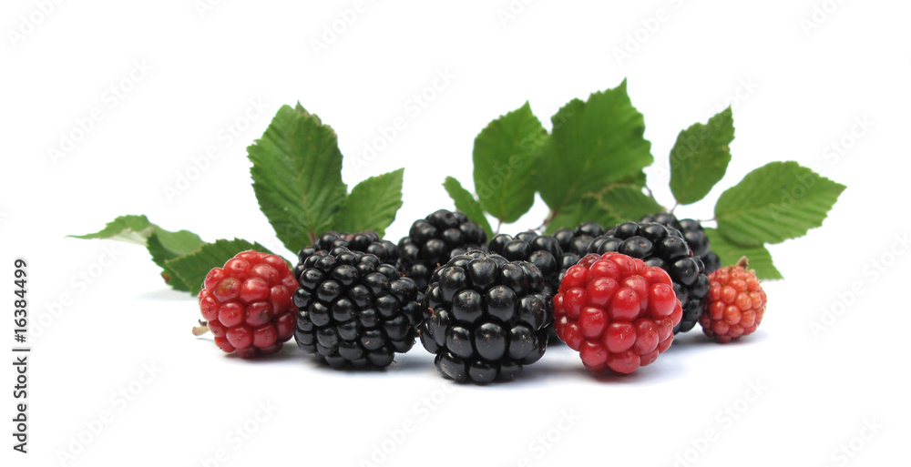 Blackberries with leaves Blackberries with leaves