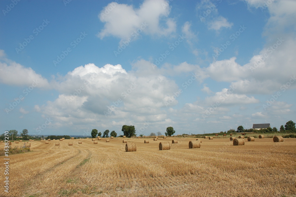 Fototapeta premium campagne en été