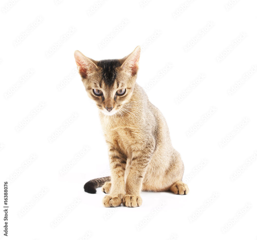 Fototapeta premium Cute kitty isolated on white background