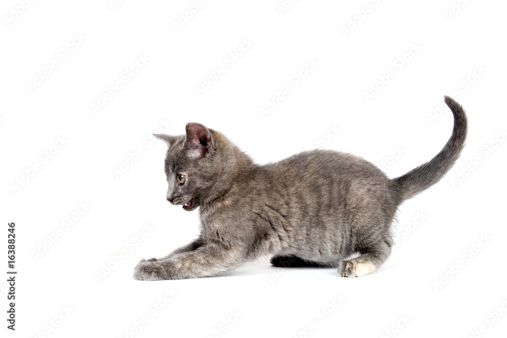gray kitten pouncing