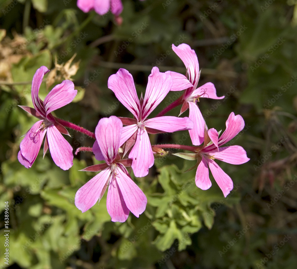 Pelargonium peltatum(geranios,gitanillas) Pelargonium peltatum(geranios,gitanillas)