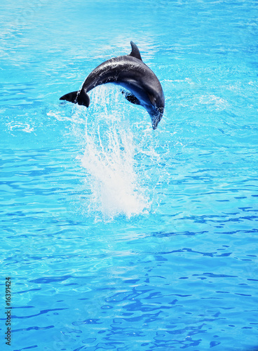 Dolphin jumping in the sea