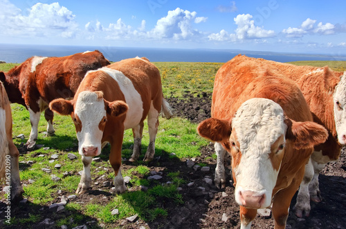 vibrant stock photo of cows/bulls over looking the ocean © UTBP