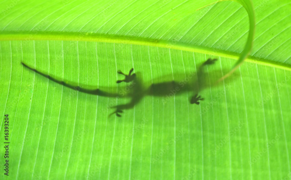 Fototapeta premium Green gecko