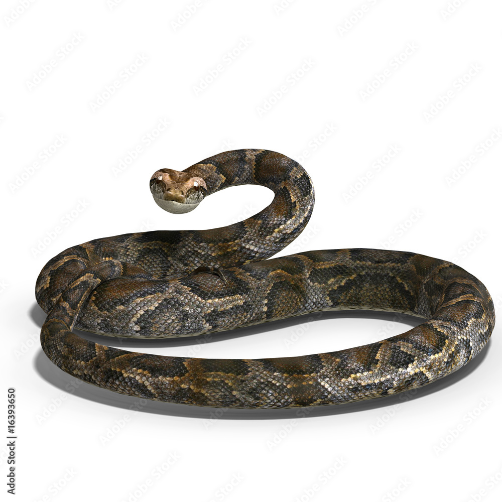 royal python royal python