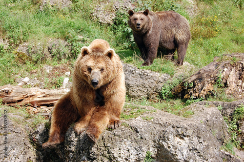 Big bears are watching you
