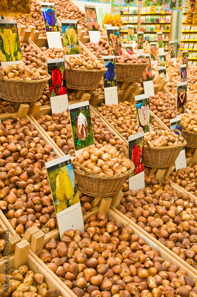 Obraz premium Blumenmarkt, Tulpenzwiebeln